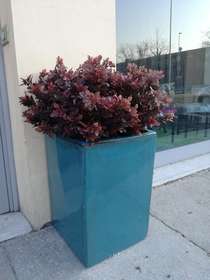 Antique blue vase with burgundy boxwood