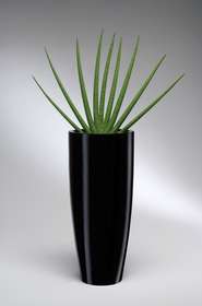 Black conical pot with sanseveria cylinder