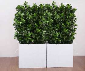 Double rectangular vase laurel h 100 x 2 plants