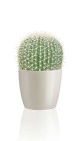 Cactus Piccolo