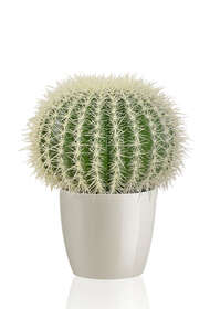 Cactus Big