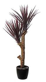 Yucca Plant H 120 Cm Brugundy