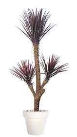 Yucca Linearis Plant 180 cm Burgundy 