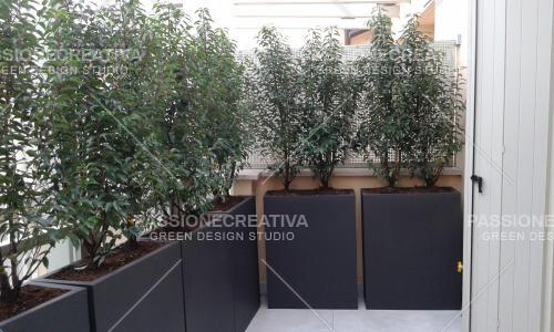 Privacy_in_balcone_con_prunus_lusitanica_2