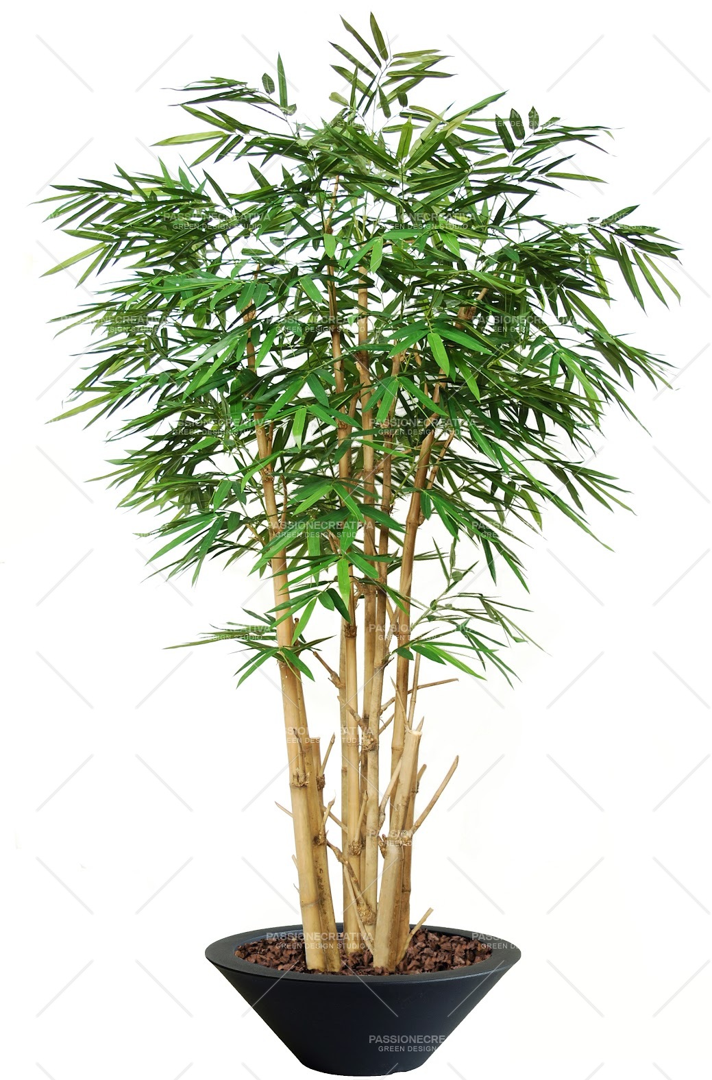 BAMBOO GIGANTE CESPUGLIO VERDE H 260 Cm - PIANTA SEMINATURALE, PIANTE  SEMINATURALI