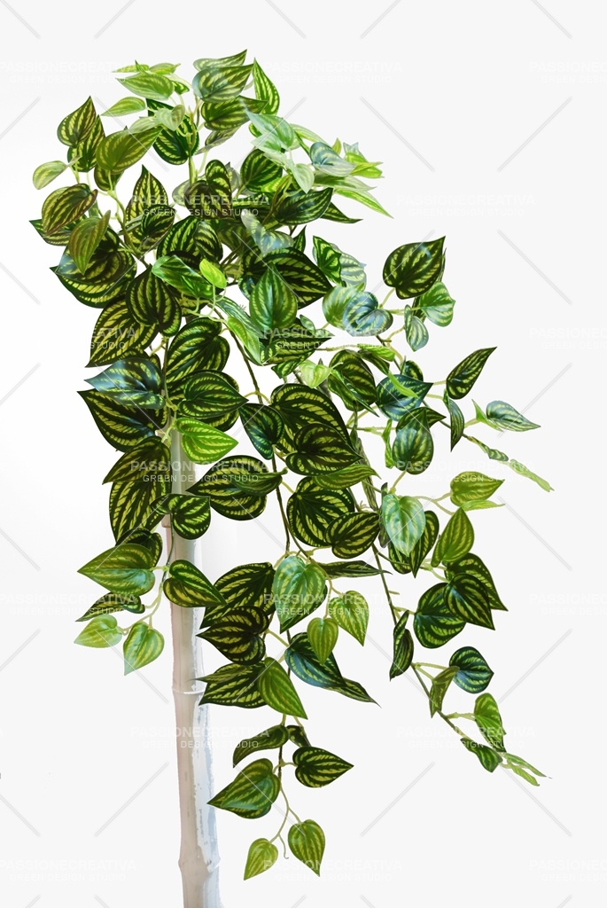 PEPEROMIA CESPUGLIO CADENTE VARIEGATO 90 cm - PIANTA ARTIFICIALE