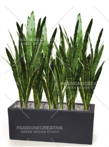 SANSEVERIA LAURENTII H92_25 FOGLIE - pianta artificiale, Cactacee &  Succulente, PIANTE ARTIFICIALI