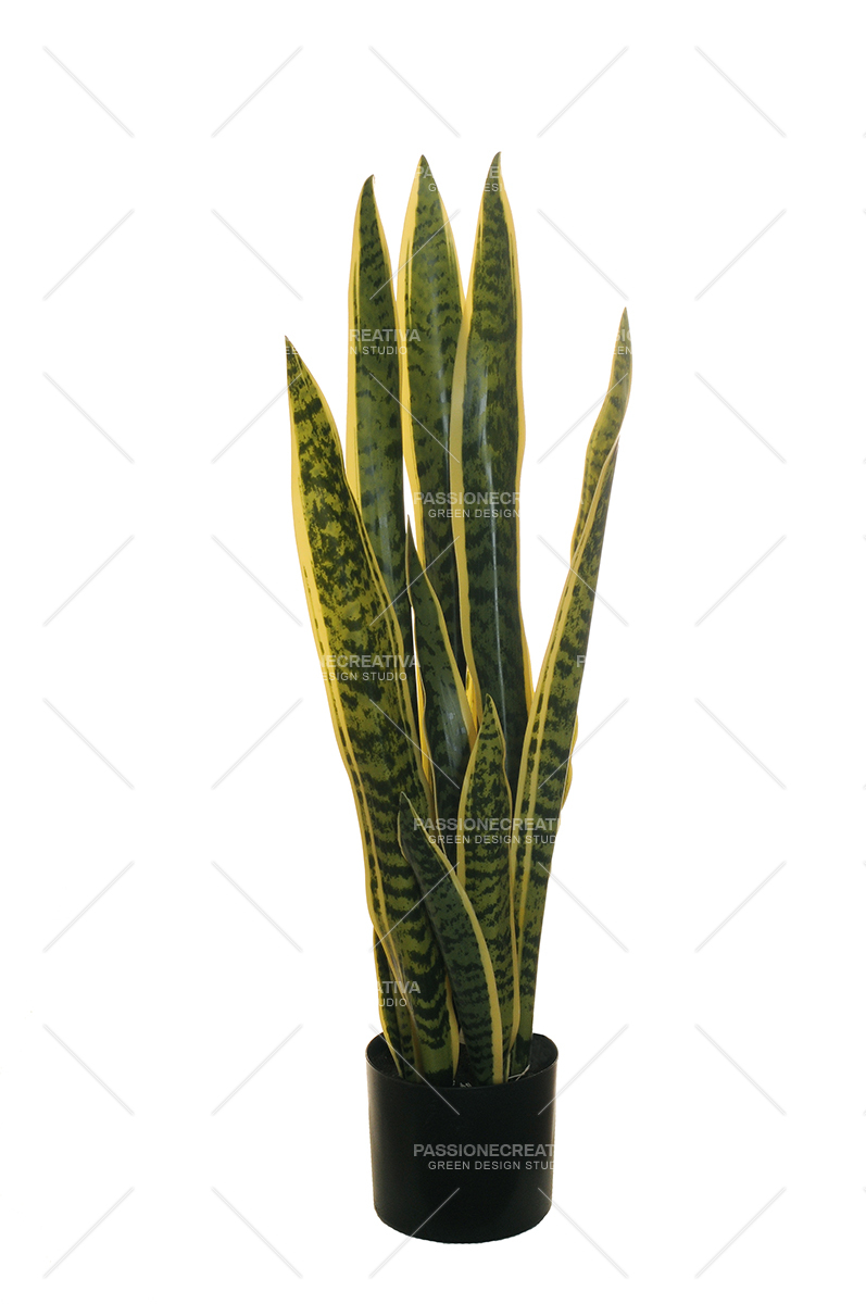 SANSEVERIA LAURENTII H 80_15 FOGLIE CON VASO - pianta artificiale