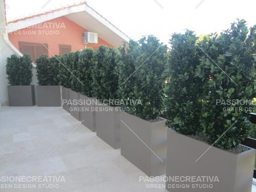 Barrriera_Osmanthus_con_angolo