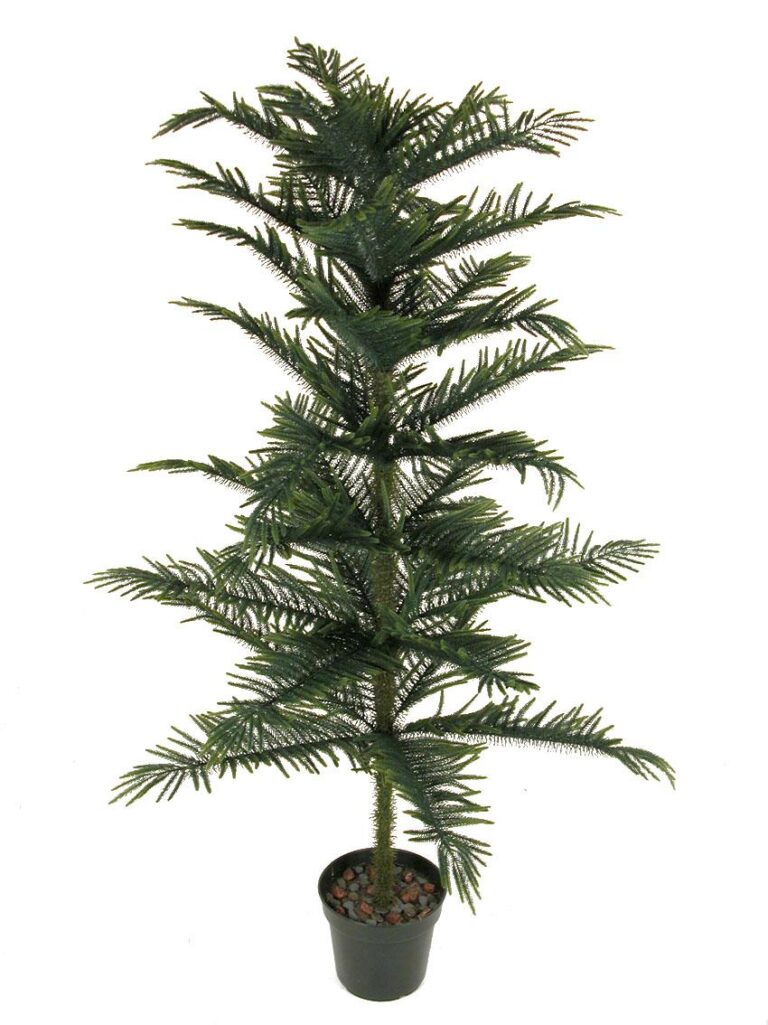 ARAUCARIA