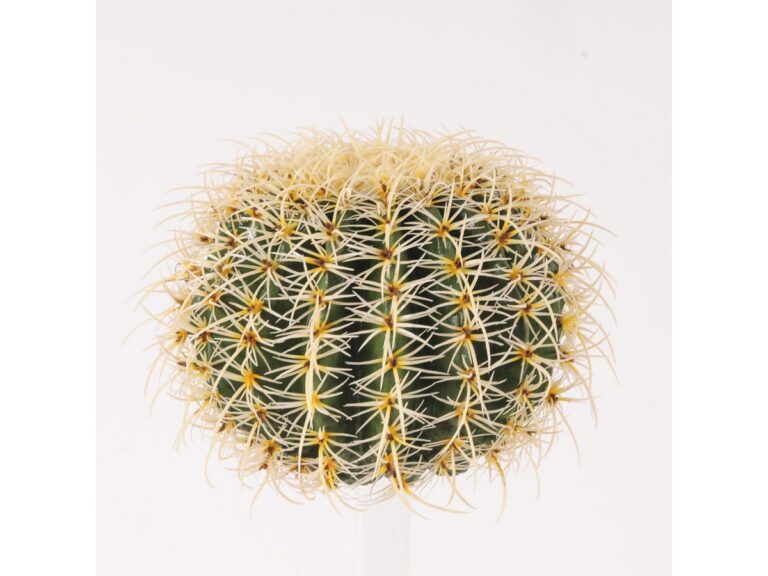 ferocactus-a-palla-senza-vaso-diam-48
