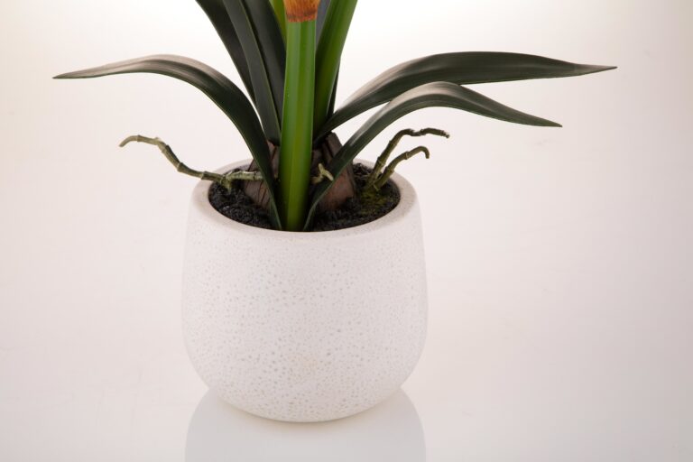 vaso-amaryllis