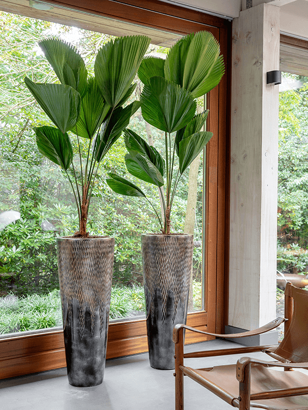 UNIVERSE CONO H 90