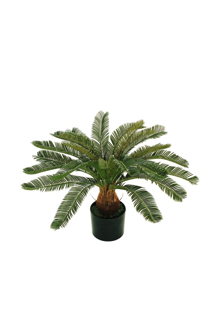 CYCAS H 60 CM