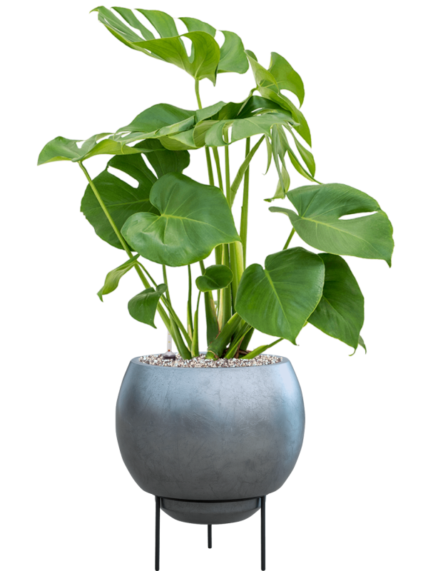 METALLIC BLUE + MONSTERA DELICIOSA