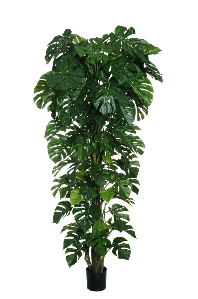 MONSTERA H 235 CM