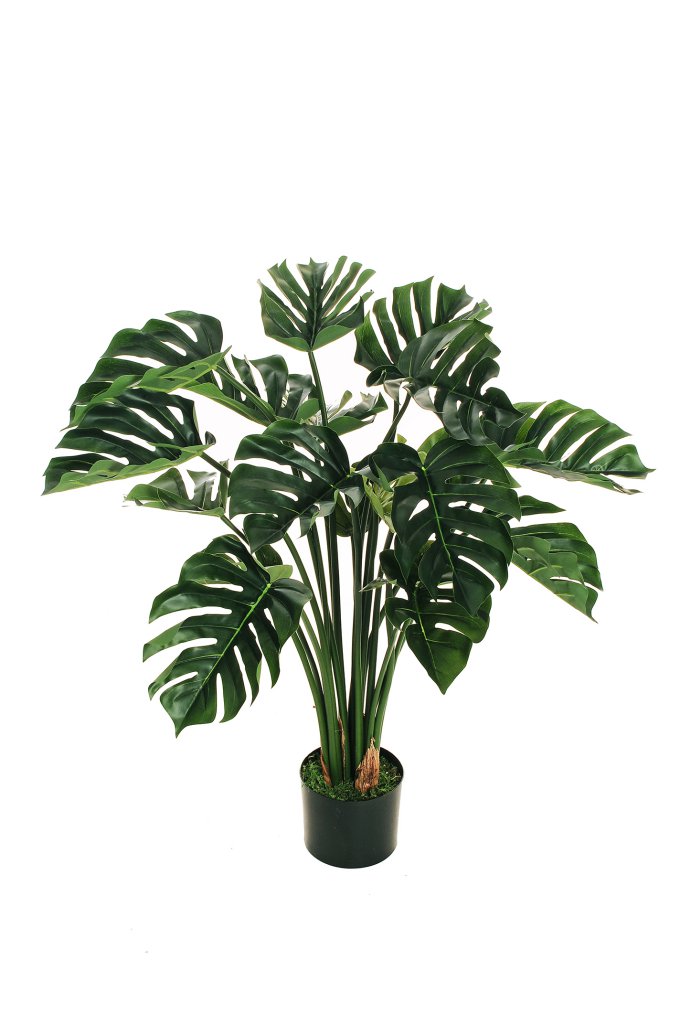 MONSTERA PHILODENDRON H 90 CM