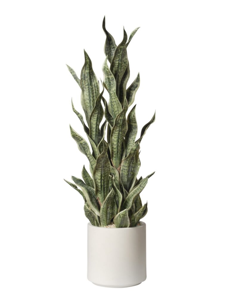 VERDE BIANCO
