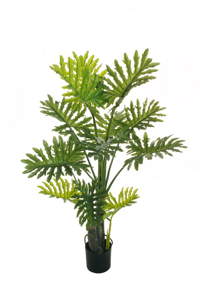 PHILODENDRON SELLOUM H 155 CM