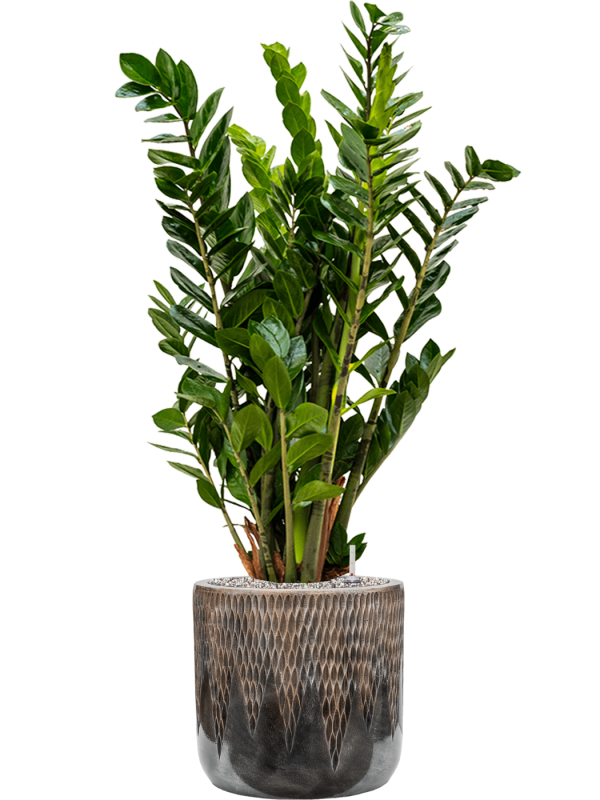 UNIVERSE CILYNDER CON Zamioculcas