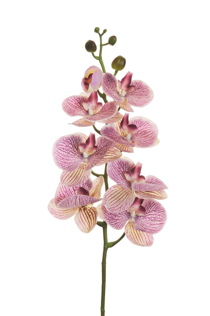 Purple/Lilac/Cream PHALENOPSIS 102 CM