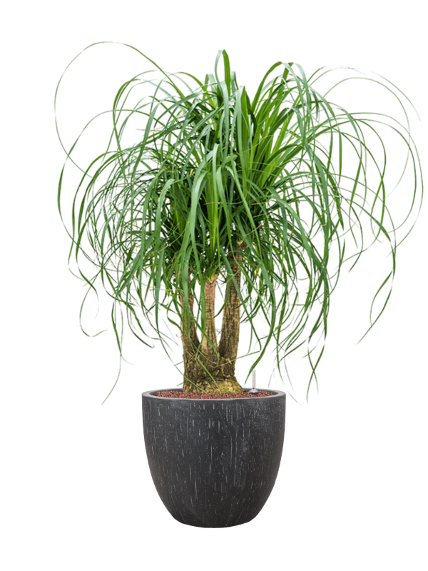 RUGIADA ANTRACITE BEAUCARNEA